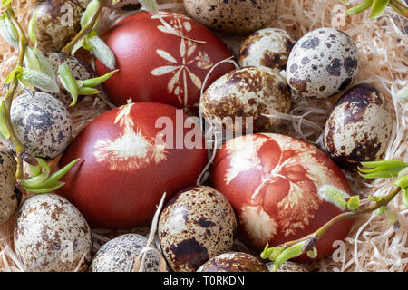 Les cailles et oeufs de Pâques teints avec des pelures d'oignon avec un motif d'herbes fraîches Banque D'Images