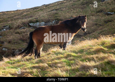 Poney Exmoor sauvages semi, Traprain Law, East Lothian, Scotland, UK Banque D'Images