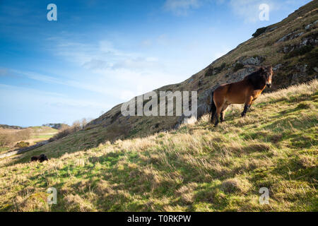 Poney Exmoor sauvages semi, Traprain Law, East Lothian, Scotland, UK Banque D'Images