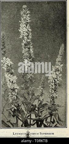Les ampoules du Dreer 1921 (1921) du dreersbulbs 1921 ampoules Dreer19211921henr Année : 1921 Lychnis Chalcedonica ]"IO:XARDA (bergamote) Plante plantes croissant de 2 à 3 pieds de haut, réussir dans tous les types de sols ou de position, avec feuillage aromatique, et la production de leurs fleurs lumineuses pendant juillet et août. Didyma Cambridge Scarlet ( Oswego Tea). Scarlet-pourpre brillant. - Rosea (Monardes). Une jolie forme de couleur rose. - Violacea. Amarante lumineux-rouge. Fistulosa Alba ( Wild bergamote). Une variété à fleurs blanches. 30 cts. Chaque ; 2,50 $ douz. ; J30.00 par 100. L'ensemble des 4 variétés, 1 $. NIKREMBERGIA (Cup-fleur) Riv Banque D'Images