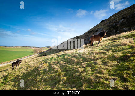 Poney Exmoor sauvages semi, Traprain Law, East Lothian, Scotland, UK Banque D'Images