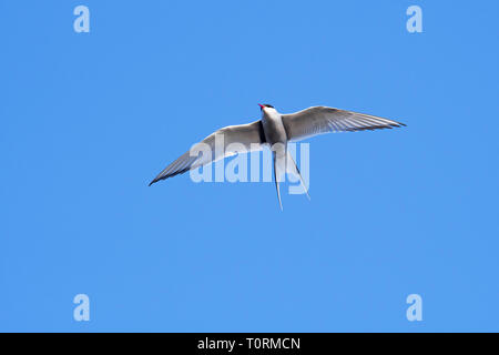 Sterne arctique (Sterna paradisaea) en vol sur fond de ciel bleu Banque D'Images