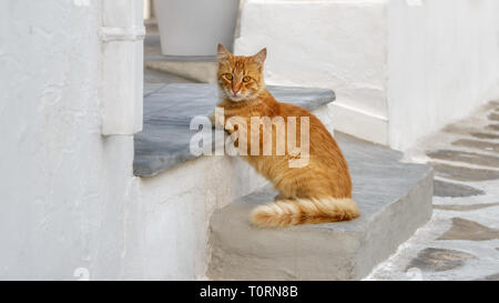 Chat mignon, orange tabby, se penchant contre détendue une étape d'une entrée indépendante dans un village grec ruelle, Cyclades, Mer Égée, Grèce, Europe Banque D'Images