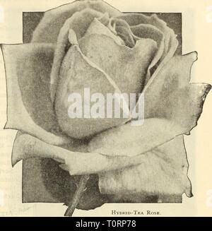 Catalogue automne 1912 l'Dreer (1912) Dreer catalogue automne 1912 l'dreersautumncata1912henr Année : 1912 Hybrid-Tea Rose. ROSES POUR L'AUTUriN LA PLANTATION. Toutes les Roses offerts ci-dessous sont forts 2 ans de plantes en pots, qui peuvent être fournis et plantés en une fois. Choix HARDY. PERPETUAI HYBRIDE ROSES. Alfred Colomb. Cherry, à l'ombre rouge. Anna de Diesbach. Rose-carmin intense. Baroness Rothschild. Très grand, pâle rose satiné. Le Baron de Bonstetten, velouté cramoisi noirâtre. Camille Bernardin. Grande chambre double, lumineuse rouge. Le capitaine Christy. Chair délicate-blanc teinté. Cliarles Lef Banque D'Images