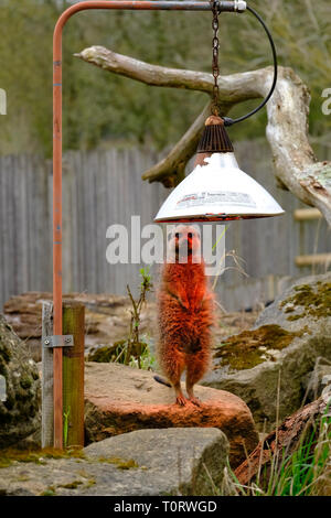 Meerkat captif sur un service de sentinelle debout sous lampe de la chaleur réfléchie par suplied zoo Banque D'Images