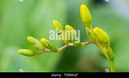 Un plan macro sur quelques boutons de fleurs de freesia. Banque D'Images