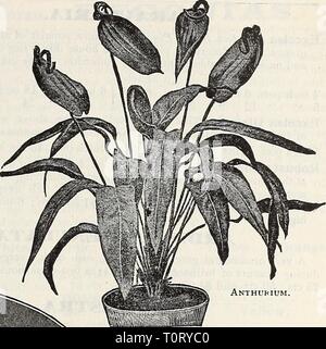 Dreer 1907 livre du jardin (1907) Le jardin 1907 Dreer livre dreers1907jardin1907henr Année : 1907 Anthurium. Amaryllis hybride Banque D'Images