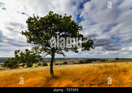 Dunstable Downs dans les collines de Chiltern, Bedfordshire en Angleterre Banque D'Images