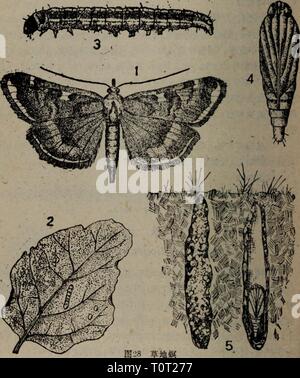 Dong bei nong zuo wu Banque D'Images