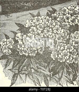 Dreer's garden book 1905 Dreer's garden book : 1905 dreersgardenbook1905henr Année : 1905 SpirÂ« un Sorbifolia. Les rhododendrons. Spiraea Arguta multiflora. Le meilleur début de floraison Spiraea blanc, de Nain, d'habitude. Chacune de 25 cts. - Ariaefolla {Spirtra à feuilles faisceau blanc). De la dense et touffue, à l'ensemble de la plante est couvert ]n juillet- verdâtre avec des fleurs blanches. 25 cts. chaque. - Billardii. De plus en plus forte, à fleurs roses. Els 25. Chaque. alba. Une forme à fleurs blanches de ci-dessus. 25 cts. chaque. Â Douglass !. Produit s]iikes de belle couleur rose-ers de débit pendant les mois de juillet et août. 25 cts. chaque. Â Lind Banque D'Images