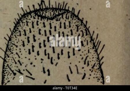 Dong bei nong zuo wu Banque D'Images