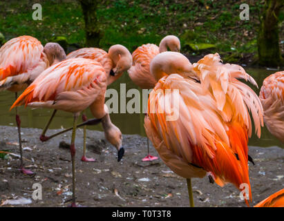 Pink Flamingo chiliens ses plumes de nettoyage, de flamants ensemble, près de l'espèce d'oiseaux menacées Banque D'Images