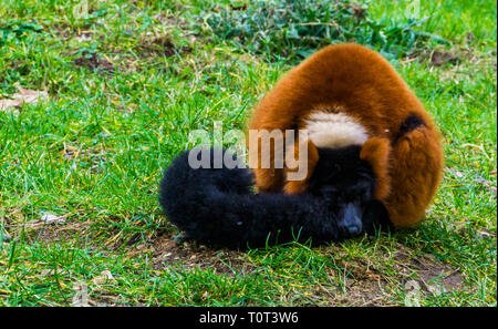 La gélinotte rouge singe lémurien dormir dans l'herbe, d'adorable portrait d'un des primates en danger critique de Madagascar Banque D'Images