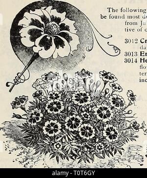 Dreer 1907 livre du jardin (1907) Le jardin 1907 Dreer livre dreers1907jardin1907henr Année : 1907 HBWADRH-PHILADELPHIA W'W FLEUR FIABLE VOIR 83 LOBELIA. ng dwarf et des variétés de ce célèbre et magnifique plante à fleurs sera souhaitable pour la culture en pot, délignures, pendaison-paniers, etc., qui fleurit abondamment de juin à novembre. L'hardy variétés vivaces sont parmi les plus attrac- de notre jardin favoris, produisant des épis de fleurs bel beauiiful. Par PKT. Crystal Palace Compacta. Bleu profond riche ; son feuillage foncé ; le plus beau bleu foncé pour la literie. 50 cts. par ^ oz ] 0 L'Empereur Guillaume Banque D'Images