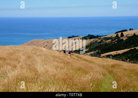 La piste jusqu'à Te Oka Bay sur la péninsule de Banks sur néos-zélandais l'île du Sud, près de Christchurch. Banque D'Images