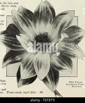 Dreer's garden book 1916 (1916) du livre jardin Dreer 1916 dreersgardenbook1916henr Année : 1916 Nouveau P^mondscheibe ony-flowered Dahlia Fort Hill. Au début de la saison, il devrait être classé comme un décor-, mais à mesure que la saison avance il montre la pivoine centre ; c'est une sorte de forme soit souhaitable. La fleur est très grand, blanc avec une délicate de suffusion mauve-lavande. Prêt plantes le 25 avril. 35 cts. chaque. Garibaldi. Une splendide variété avec de grandes tondeuses écarlate- pourpre brillant. Prêt plantes le 25 avril. 1,00 $ chacun. Harrismith. Rose vif, profond, l'ombrage plus claire vers les pointes, et d'un tra Banque D'Images