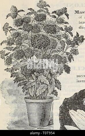 Dreer 1901 Calendrier du jardin (1901) Le jardin 1901 Dreer1901dreers calendrier jardin1901henr Année : 1901 -tlENRTADRKRfflllAKLPHIA PERfHMIAL-WW/PbANTi 157 CARYOPTERIS HARDY. {Spiicea Mastacanthus bleu'). Une belle plante vivace de la Chine. Il est d'une croissance vigoureuse, produisant des fleurs à profusion toute la longueur de ses branches. La couleur est un riche lavande ou bleu ciel. Une plante utile soit pour double- ding ou la culture en pot, la floraison en continu à partir de la mi-été jusqu'à couper par le gel en automne de la tuberculose. (Voir coupe.) 15 cts. § ; chacun 1,50 $ douz. CEANOTHUS. Gloire de PlantiereS. Très peu de la Cean Banque D'Images