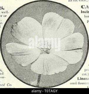 Dreer's 1838 1908 1838 du livre jardin Dreer 1908 livre dreers jardin18381908GA1908henr Année : 1908 CuRDATA BOCCONIA. Baptisia (false indigo). Australis. Une its'onn ;-plante en croissance, environ 2 pieds de haut ; que ce soit pour la frontière ou wild-jardin, avec vert foncé, profondément coupé le feuillage, et les épis de fleurs bleu foncé, en juin et juillet. Tinctoria. Épis de fleurs jaune vif en juin et juillet ; 2 à 3 pieds. 15 cts. Chaque ; 1,50 $ par douz. BELI.EST PERENXIS (Anglais Daisy). L'amélioration de double-floraison, blanches et roses. 75 cts. par doz. § ; 5,00 p. 100. (BOCCONIA Plume Poppy, ou Arbre Celandine). Le Corda Banque D'Images