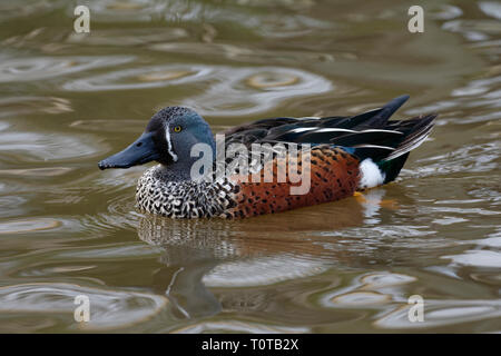 Canard souchet - Anas rhynchotis Australasian Homme sur l'eau Banque D'Images