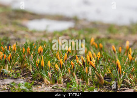 Primevères jaune vif d'abord à Forest Glade . Concept des saisons, de la météo Banque D'Images