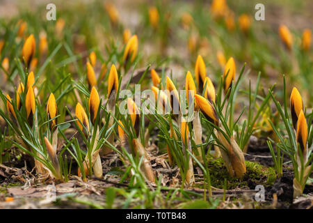 Forest glade avec orange primevères. Le premier concept de plantes du printemps, les saisons, la météo Banque D'Images