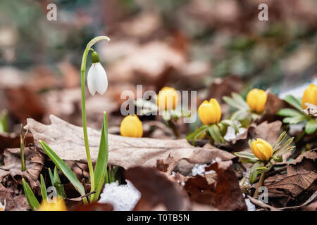 Première soumission primevères. Délicate floraison snowdrop close-up en forêt, premier printemps fleurs dans le feuillage de l'année dernière. Jardin botanique, Selective focus Banque D'Images