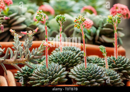 Rosette floraison succulentes foliaires dans les pots de fleurs Banque D'Images