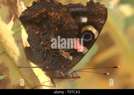 Papillon amiral rouge Banque D'Images