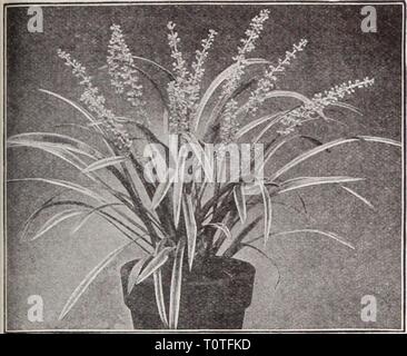 Dreer's garden book Henry Dreer's garden book / Henry A. Dreer. dreersgardenbook1931meer Année : 151 Ophiopogon Jaburan Variegatus Ophiopogon (L"iy Tuft) Jaburan Variegatus. Un joli feuillage panaché plante, utiles soit comme une plante en pot pour la fenêtre ou à la plantation à l'été, son feuillage est vert foncé étroites rayures joliment avec de l'or, et en juillet et août, épis de fleurs bleu ajouter à sa beauté. 50 cts. chaque. PandanUS (pin) Veitchi vis. L'une des plus belles plantes décoratives pour la maison, le feuillage gracieux, largement rayé de couleur blanc-crème sur un terrain vert. 4 pots, Banque D'Images