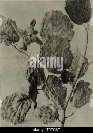 Dong bei mu ben zhi Banque D'Images