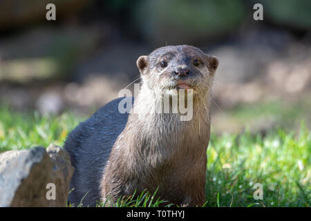 Loutres Cendrées Asiatiques (Aonyx cinereus) Banque D'Images