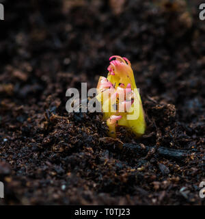 Un plan macro sur le premier signe d'une pivoine Shirley Temple dans le sol. Banque D'Images