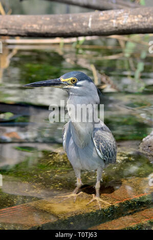 Héron, héron Mangrove, vert ou heron Heron (Ardea goliath, peu striata) Banque D'Images