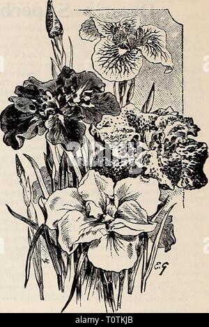 Dreer 1907 livre du jardin (1907) Le jardin 1907 Dreer livre dreers1907jardin1907henr Année : 1907 174 HINRTADREER PHIlADELPtllAfA^'-fHARDY PWOT3 VIVACES IRIS JAPONAIS Iris (KsmnpieiU,. Ces magnifiques Iris sont parmi les plus belles de nos plantes à fleurs d'été-, et sont de plus en plus populaire chaque saison. Ils com- mence fleurit vers le milieu de juin, et continuer pendant cinq ou six semaines. Beaucoup de ces fleurs mesurent de 10 à 12 pouces de diamètre, et de rivaliser avec les orchidées dans la richesse de colorants. Bien que cette Iris parvient à presque n'importe quel sol et l'état, il se plaît dans un riche, profonde, mo Banque D'Images