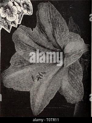 Dreer's garden book Henry Dreer's garden book / Henry A. Dreer. dreersgardenbook1931meer Année : Achimenes Amaryllis (Hippeastrum) Dreer's Giant American hybrides. Il n'y a rien qui vous donnera le plus grand plaisir d'amateur pour la fenêtre jardin que ces énormes-floraison Amaryllis qui sont si faciles à gérer. La souche que nous offrons est la meilleure qui ait jamais été produite dans ce pays, de fortes tiges vigoureuses jeter les ampoules avec de quatre à six fleurs gigantesque de la forme la plus parfaite, d'une couleur variant du blanc sur le sol, avec des marquages de rose, rouge et bordeaux aux plus riches l'auto Banque D'Images