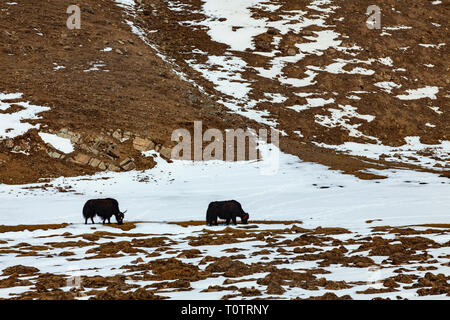 Deux yaks le pâturage. Décor de voyager de Damshung au saint Lac Namtso, le Tibet, la Chine. En route, passant d'une altitude de 5150m à la haute montagne Banque D'Images