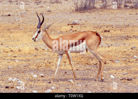 Springbok solitaire près d'un étang dans le parc d'Etosha Banque D'Images