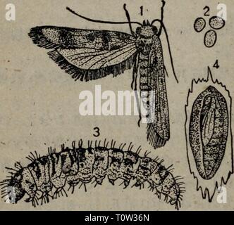 Dong bei nong zuo wu Banque D'Images