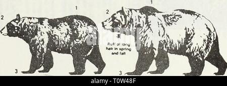 Projet de déclaration de l'impact sur l'environnement de programmation programmation Projet de déclaration de l'impact sur l'environnement : l'ours grizzli dans le Nord-Ouest du Montana1985draftprogrammati dood Année : 1985 Montana Ministère Fl lo"h de la faune et des Parcs du II n'est pas toujours facile de distinguer entre les grizzlis et tilacK couleur et taille ne sont pas de- pendable critères, afin d'autres caractéristiques doivent bo regardé lor J' vous êtes beats noir chasse dans une zone qui peut être habité par des grizzlis, prenez votre temps et être sûr de ce que vous filmez en. Mieux de passer un coup de feu à un ours noir que tuer un grizzly. '0 000 exemplaires ih&ul lt ;*. p Banque D'Images