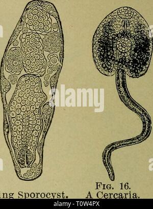 Le mouton domestique son le mouton domestique : sa culture et gestion générale domesticsheepits01stew Année : 1900 FiG. 15. A Mature et divisant. sporocyste ventre". À première les moutons semblent réussir mieux que d'habitude et prendre rapidement la graisse, qui, cependant, est de couleur jaune. Très bientôt l'hydropisie caractéristique apparaît, un sac de formes fluides sous les mâchoires, la diarrhée grave se produit, et l'animal devient émacié et périt misérablement par un ralentissement jusqu'à perdre complètement épuisé. Comme le hasard n'a pas vivent dans l'eau salée, les marais salés sont sûrs pâturages ; mais il ne s'ensuit pas Banque D'Images