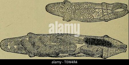 Le mouton domestique son le mouton domestique : sa culture et gestion générale domesticsheepits01stew Année : 1900 FiG. 15. A Mature et divisant. sporocyste ventre". À première les moutons semblent réussir mieux que d'habitude et prendre rapidement la graisse, qui, cependant, est de couleur jaune. Très bientôt l'hydropisie caractéristique apparaît, un sac de formes fluides sous les mâchoires, la diarrhée grave se produit, et l'animal devient émacié et périt misérablement par un ralentissement jusqu'à perdre complètement épuisé. Comme le hasard n'a pas vivent dans l'eau salée, les marais salés sont sûrs pâturages ; mais il ne s'ensuit pas Banque D'Images