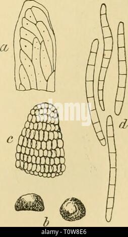 Dr L'Kryptogamen-Flora Le Dr von Euler Euler L. von Kryptogamen-Flora du Deutschland, Österreich und der Schweiz drlrabenhorstskr16rabe Année : 1901 Septoria pterophila Sacc. &Lt;i. Von von Stück Flügels Cicada Orni mit dem Pilze dans natürlicher Basis Grösse. h. Vergrösserte Fruchtgehäuse schwach zwei. c. Vergrössertes Fruchtgehäuse ein stark. d. Freie, sehr stark vergrösserte Sporen. Alles nach Saccardo, champignons ital. dcl. 90 Tafel. Banque D'Images