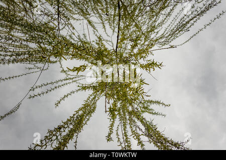 Jusqu'vue saule pleureur Banque D'Images