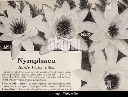 Dreer's garden book Henry Dreer's garden book / Henry A. Dreer. dreersgardenbook1931meer Année : Hardy Nymphaea Nénuphars une liste de sélection des variétés les plus adaptées pour tous les hardy water garden. Prêt du 15 avril au 1er juin. Il n'y a pas d'hardy Nénuphar bleu. Toutes les variétés de couleur qui se trouve sous jour fleurir. Nymphaea Offres Alba candidissima. Une variété très vigoureuse et souhaitable, nécessitant beaucoup d'espace ; de grandes fleurs blanc pur. 1,00 $ chacun. L'attraction. Une rare,-floraison variété de fleurs 6 à 8 pouces de diamètre. D'une couleur riche imprégnée par l'Amarante rouge, cente Banque D'Images