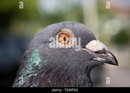 Close up detail dans les yeux et la tête de plumes d'oiseaux pigeon voyageur Banque D'Images