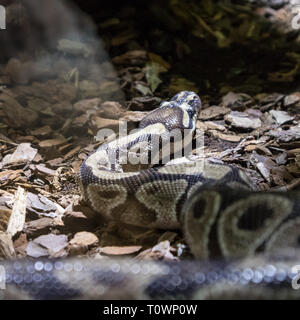 La ball python, Python regius, également connu sous le nom de python royal Banque D'Images