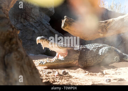 Close up of alligator effrayant avec la bouche ouverte. Banque D'Images