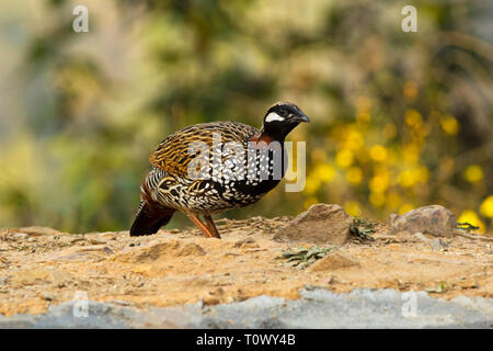 Francoline noire, Francolinus francolinus, mâle, Sattal, Uttarakhand, Inde. Banque D'Images