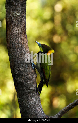 Plus yellownape Chrysophlegma flavinucha Sattal,,, Uttarakhand, Inde. Banque D'Images