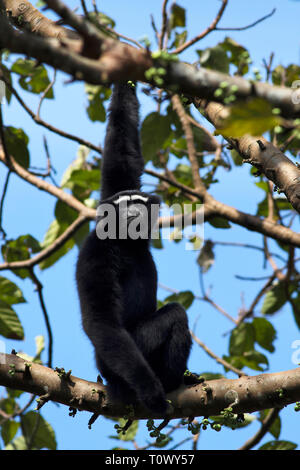 Mishmi hoolock Hoolock hoolock gibbon, mishmiensis, la réserve de tigres de Namdapha, de l'Arunachal Pradesh, Inde. Banque D'Images